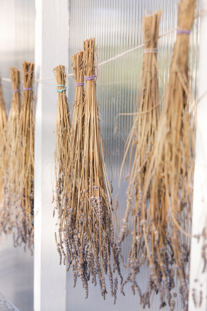 Dried lavender hanging from a line at Olive + Lavender farms. 